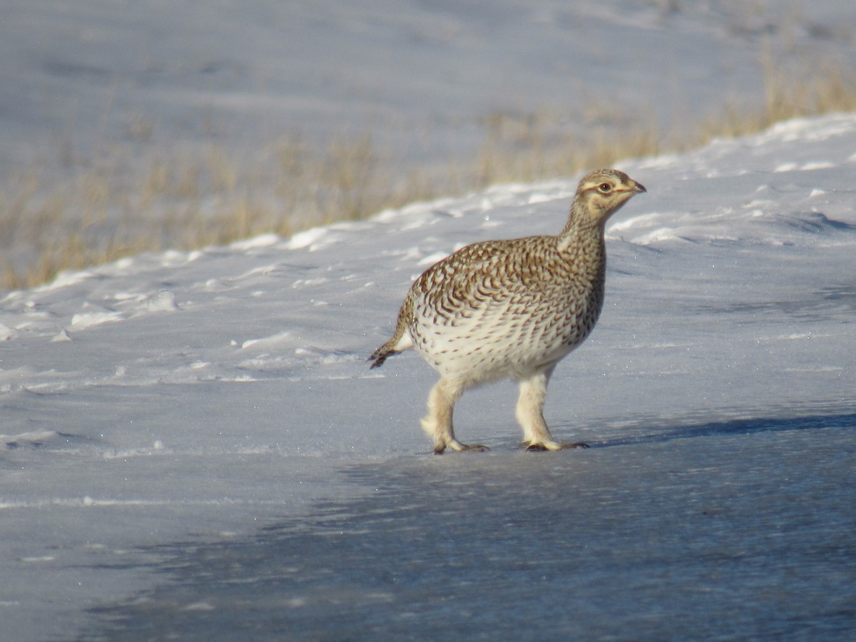 Sharp-tailed Grouse - ML411765701