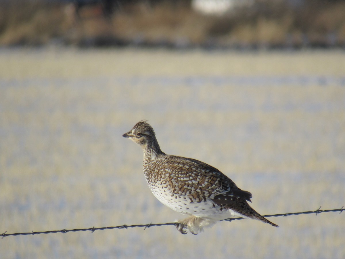 Sharp-tailed Grouse - ML411765841