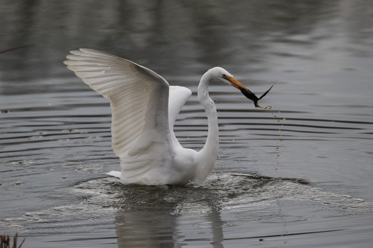 Great Egret - ML411766271