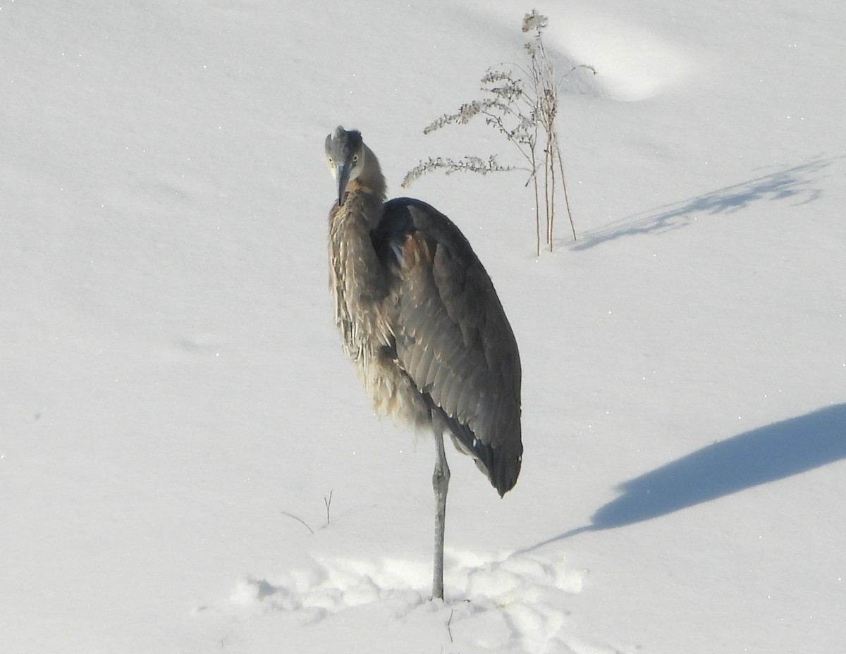 Great Blue Heron - Maria Cohoon