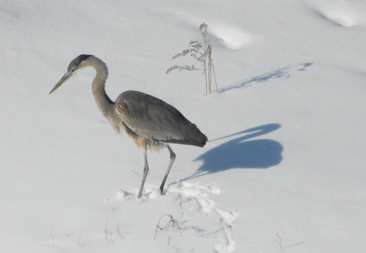 Great Blue Heron - ML411767261