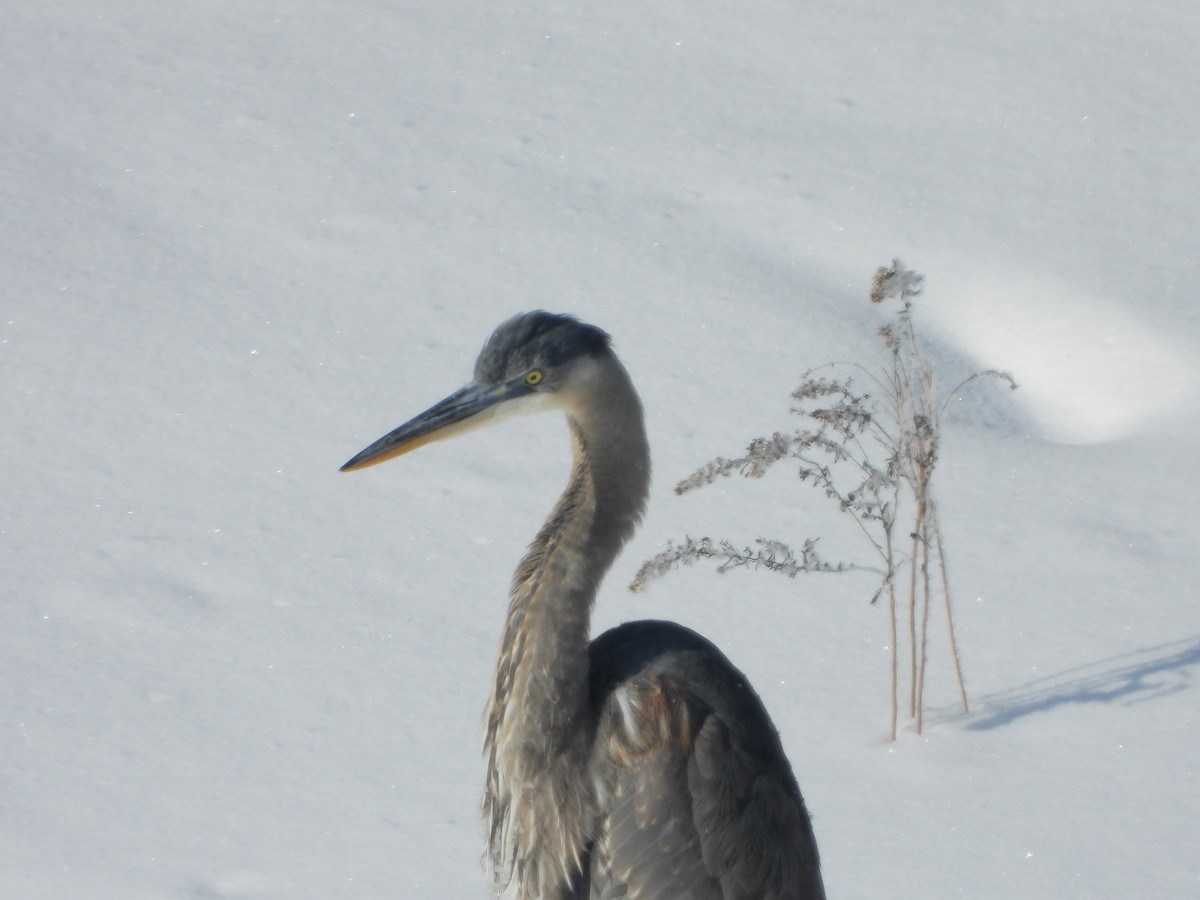 Great Blue Heron - ML411767311