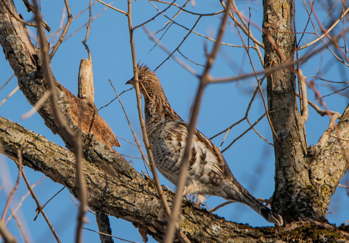 Ruffed Grouse - ML411767801