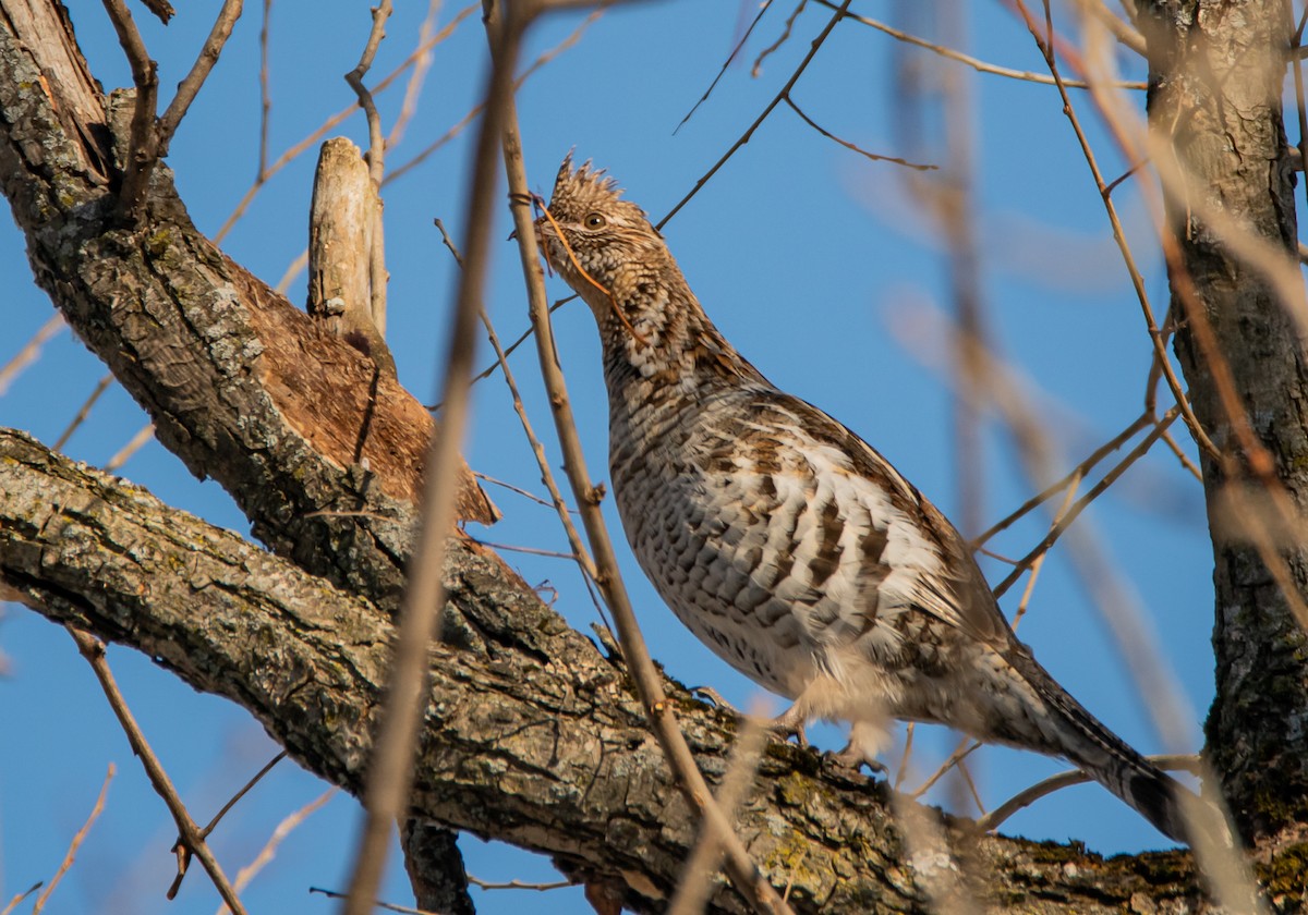 Ruffed Grouse - ML411767831