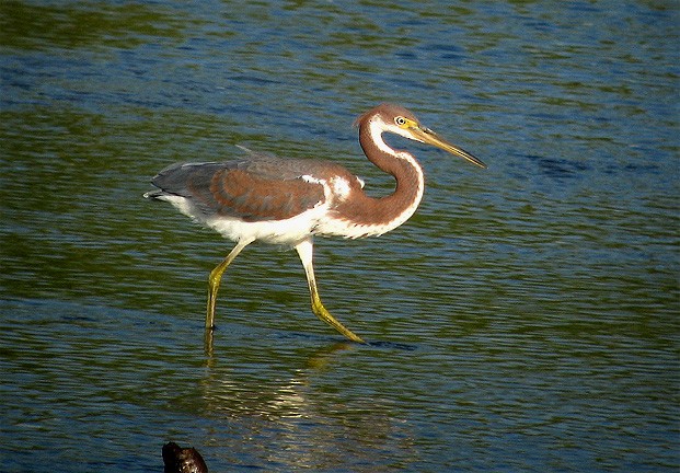 Tricolored Heron - ML41176801