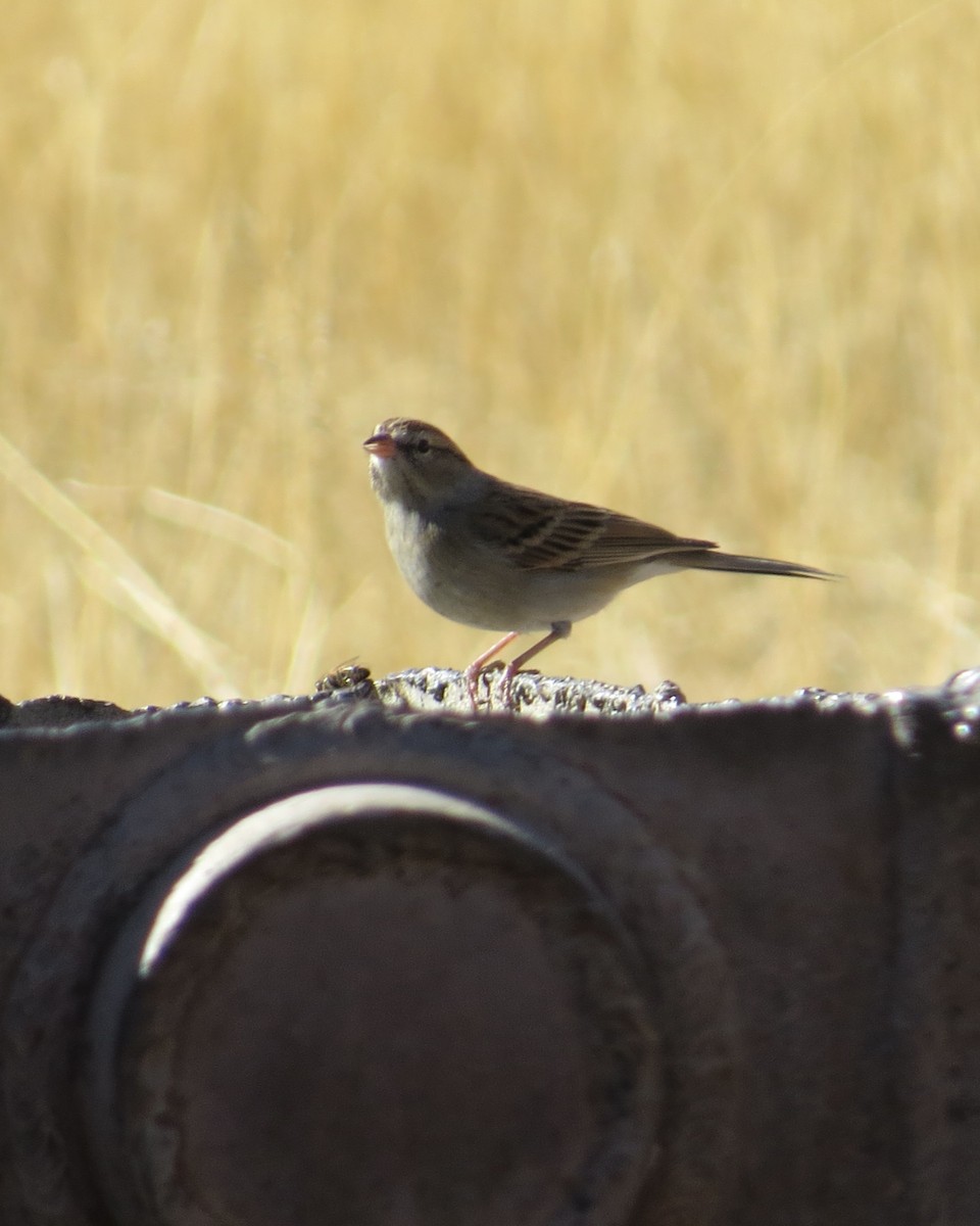 Chipping Sparrow - ML411768191