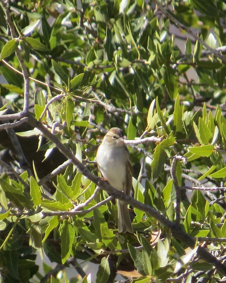 Chipping Sparrow - ML411768341