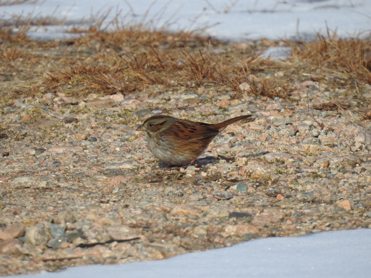 Swamp Sparrow - ML411769581