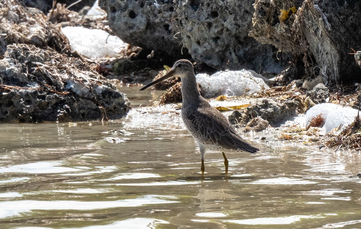 短嘴半蹼鷸 - ML411770501