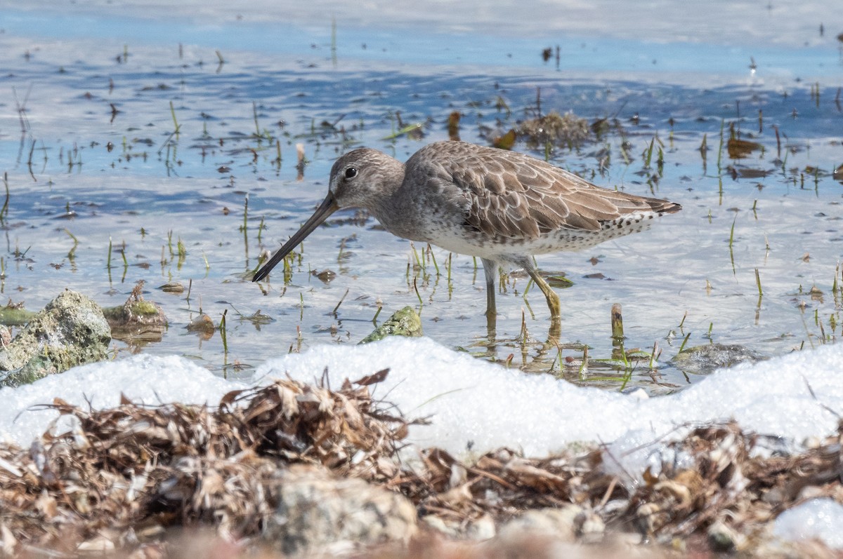 短嘴半蹼鷸 - ML411770511