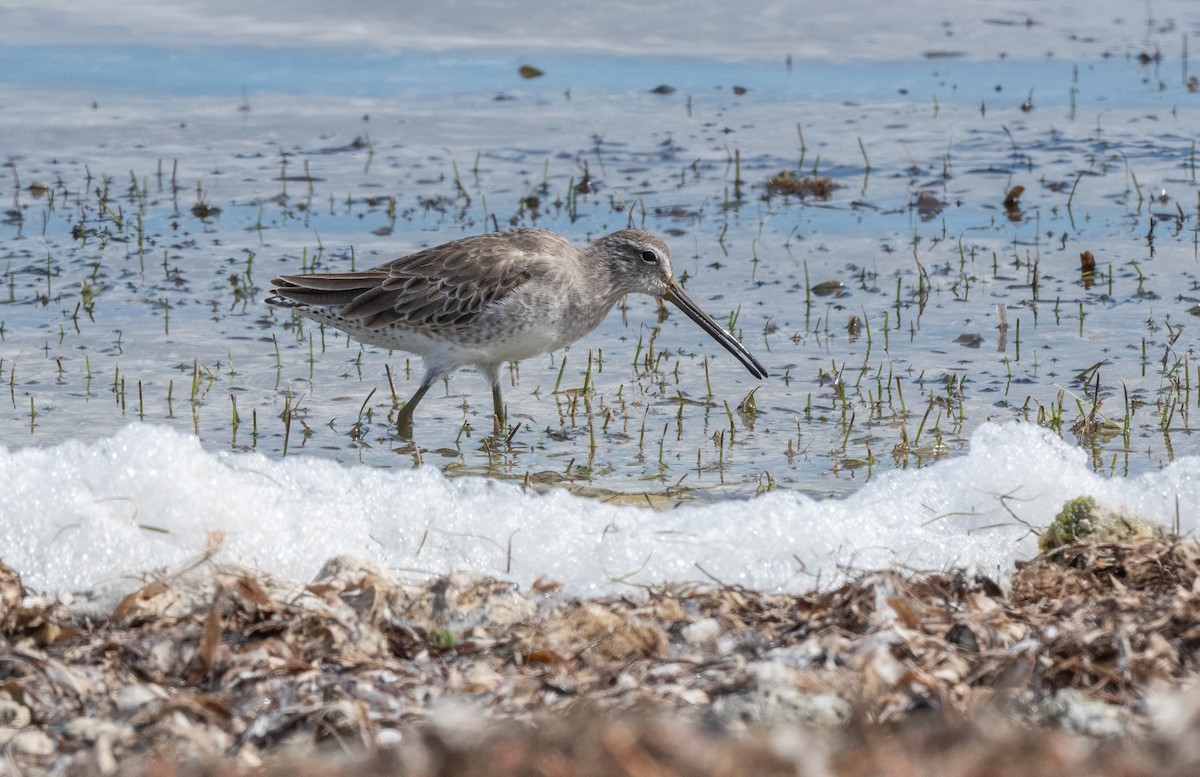 短嘴半蹼鷸 - ML411770521