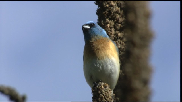 Lazuli Bunting - ML411771