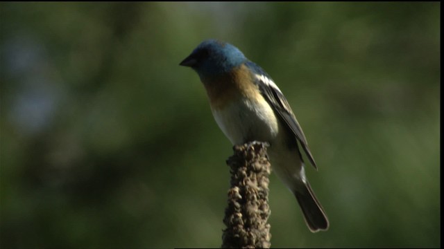 Lazuli Bunting - ML411772