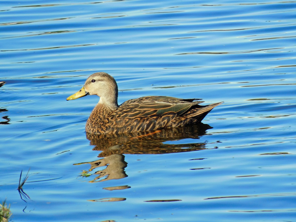 Mottled Duck - ML411772431