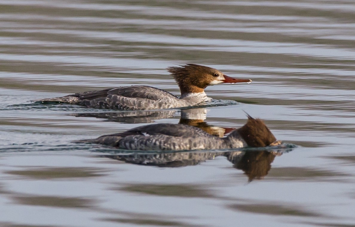 Common Merganser - bj worth