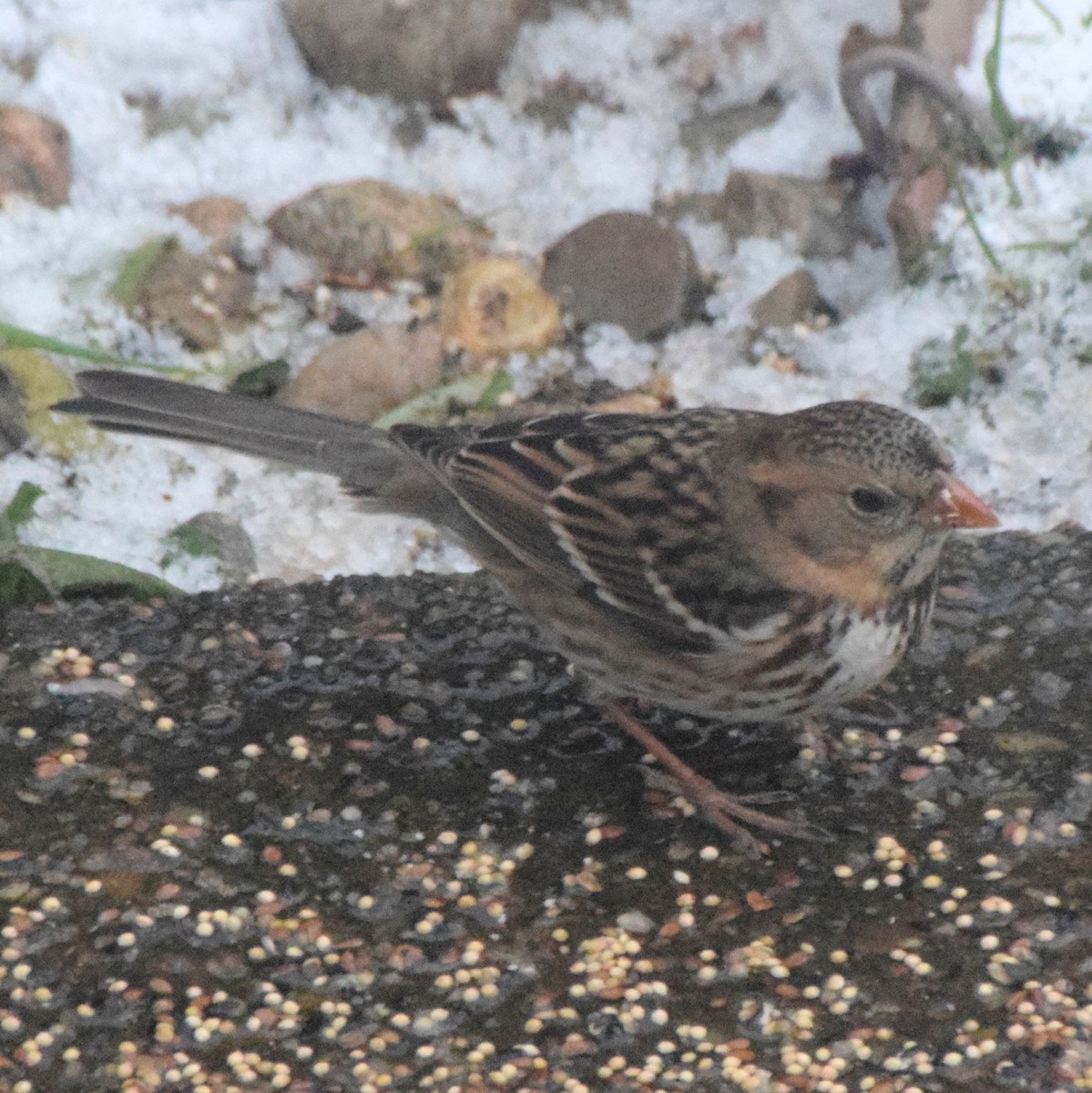 Harris's Sparrow - Manuel Morales