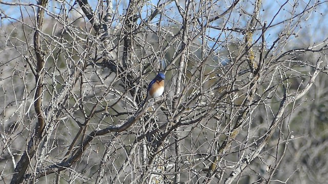 Eastern Bluebird - ML411774561