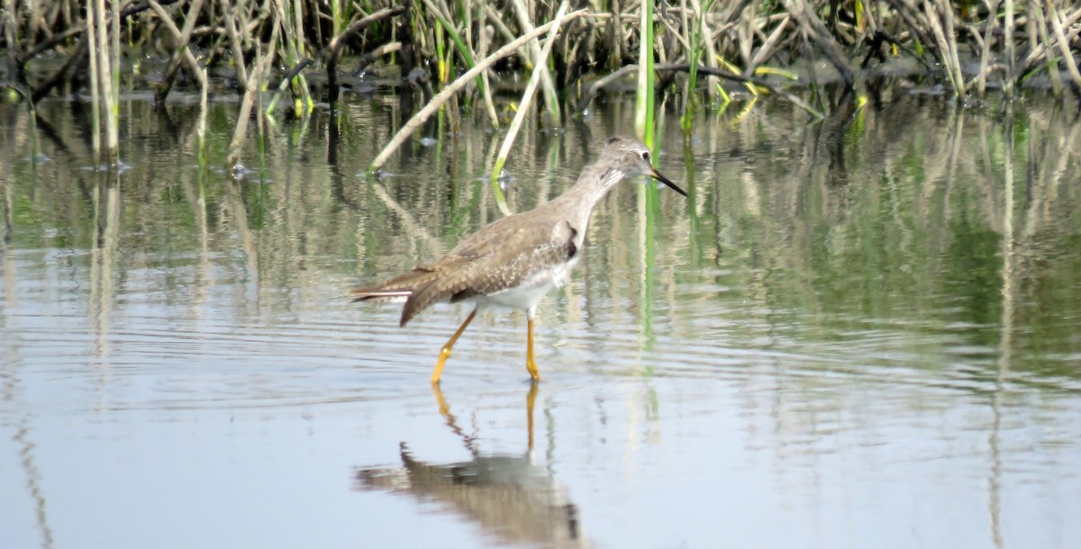 Lesser Yellowlegs - Fernando Angulo - CORBIDI