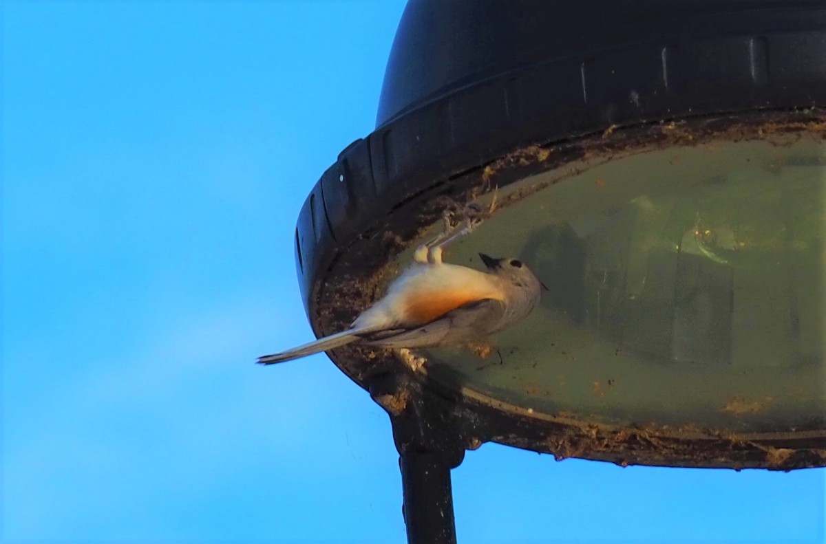 Tufted Titmouse - ML411776071