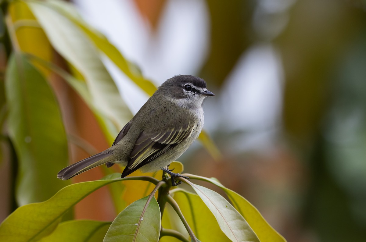 Spectacled Tyrannulet - Jay McGowan