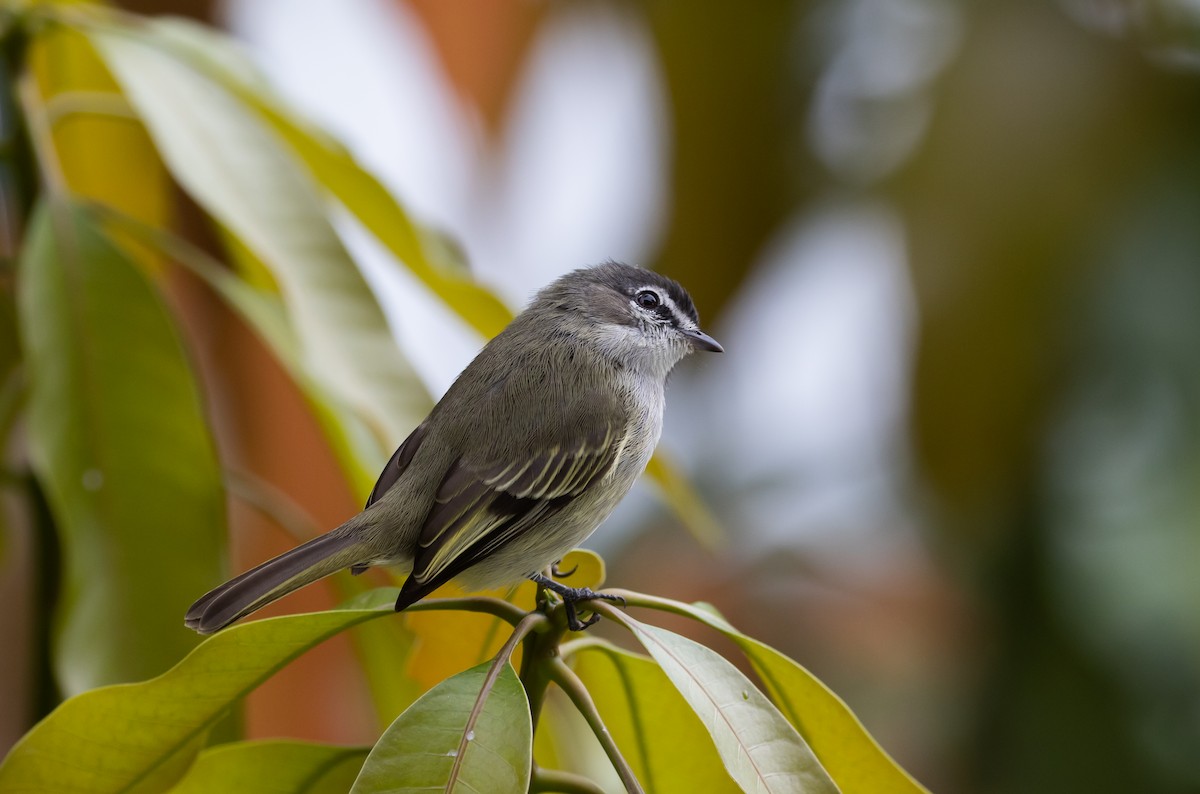 Spectacled Tyrannulet - Jay McGowan