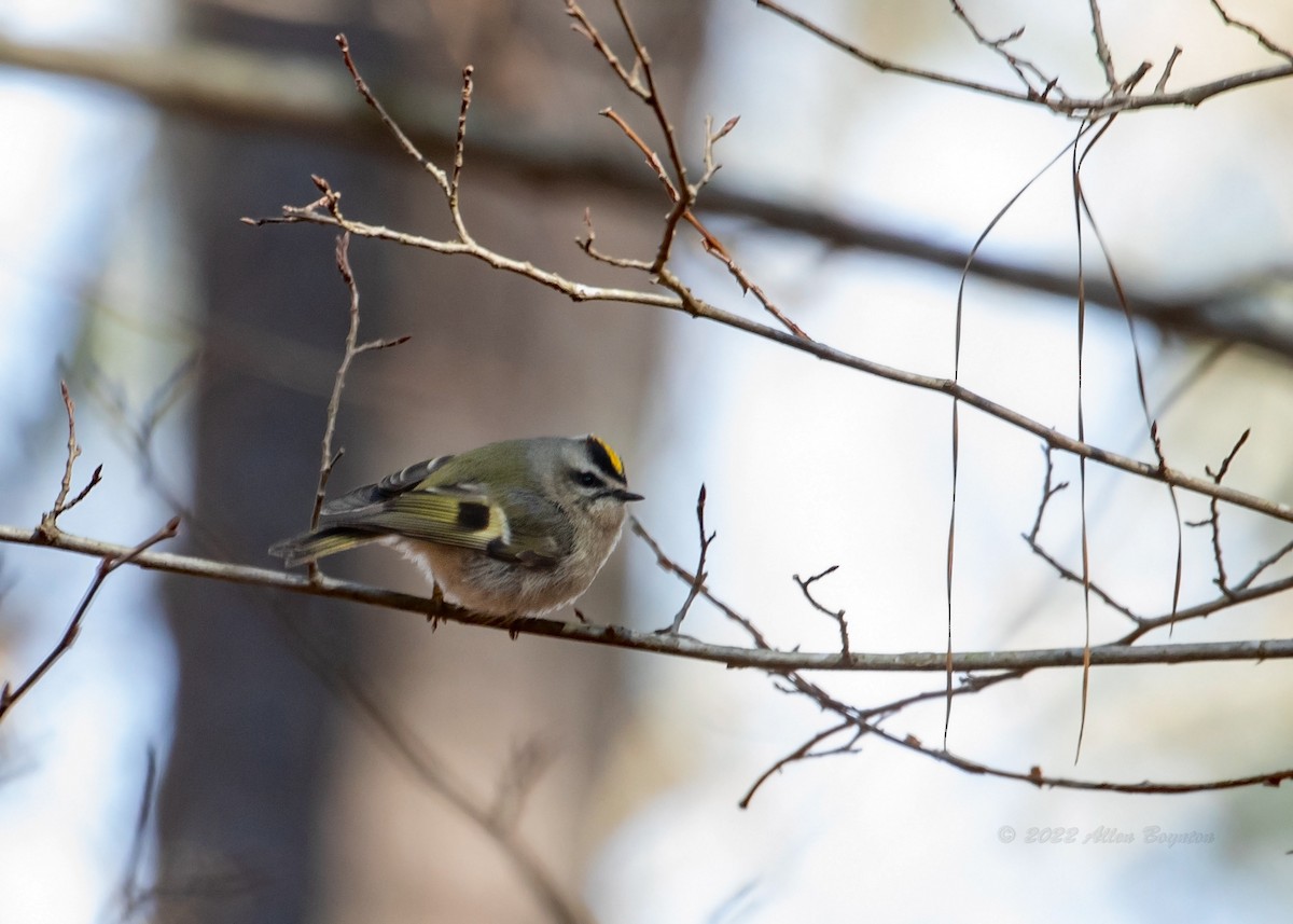 Golden-crowned Kinglet - ML411776651