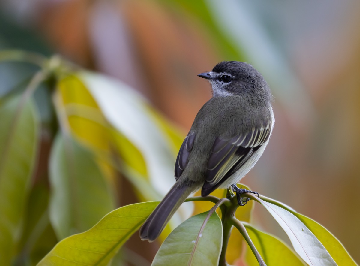 Spectacled Tyrannulet - ML411776711