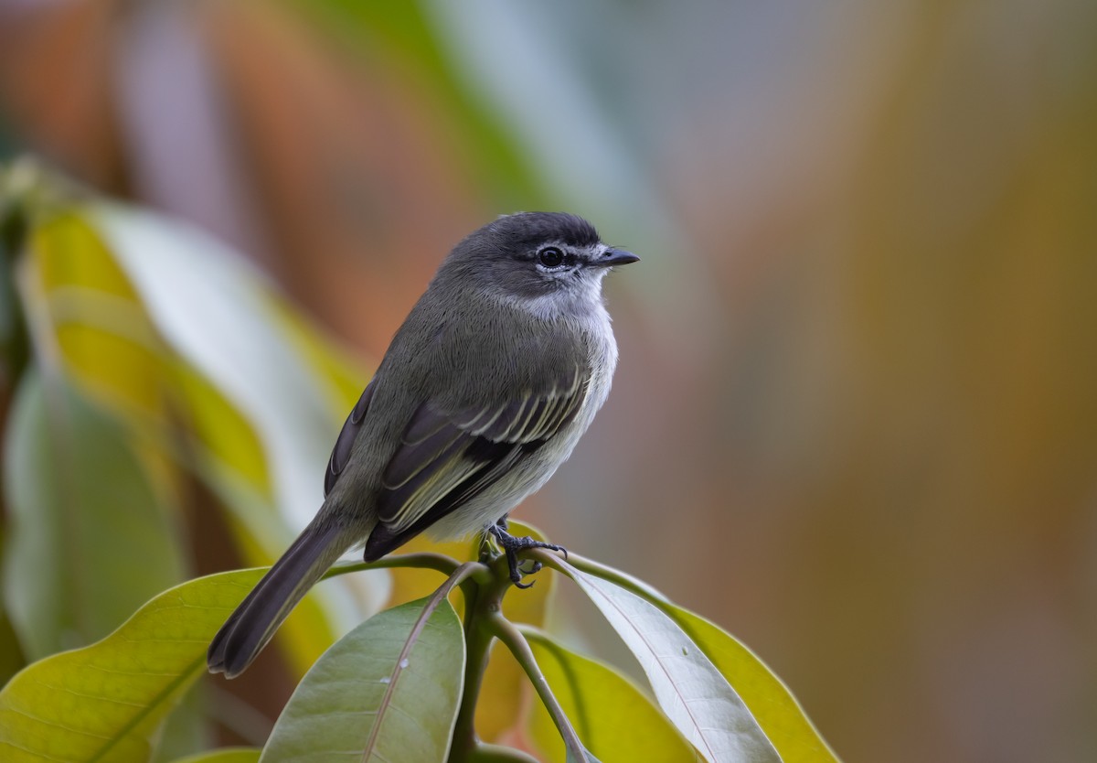 Spectacled Tyrannulet - Jay McGowan