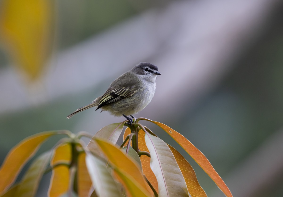 Spectacled Tyrannulet - ML411777001