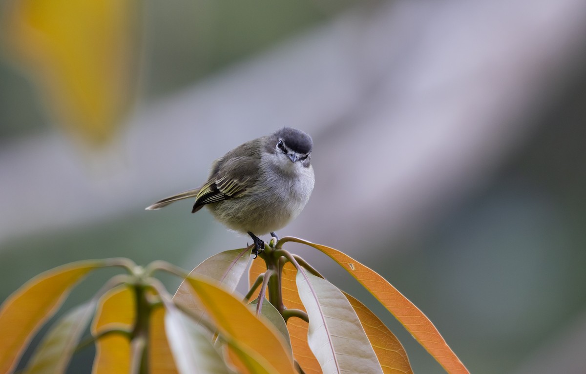 Spectacled Tyrannulet - ML411777061