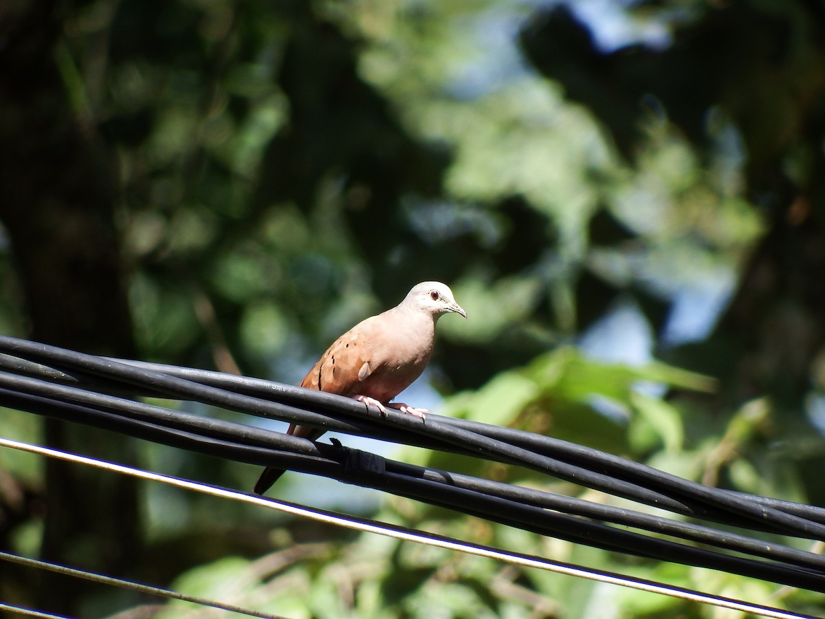 Ruddy Ground Dove - ML41177711