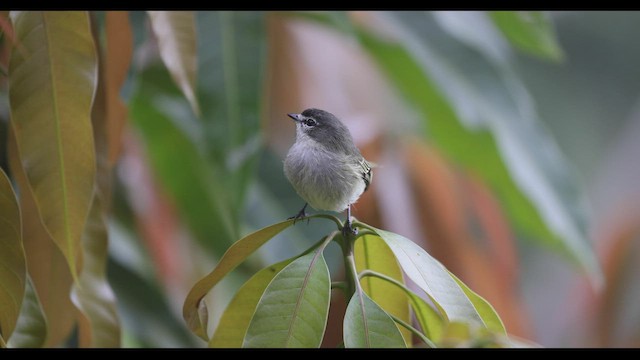 メガネコタイランチョウ - ML411777281