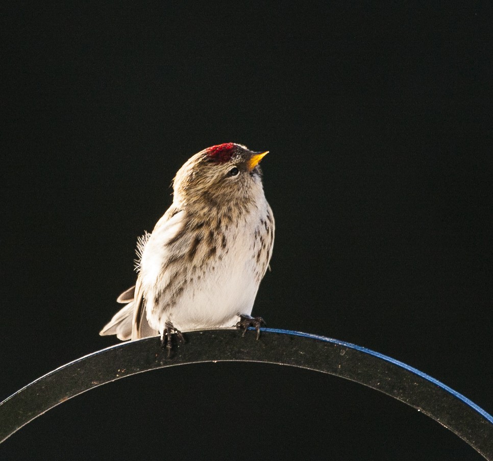 Common Redpoll - Scott Fischer