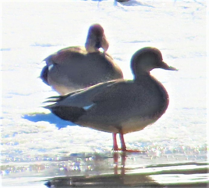 Gadwall - ML411778931