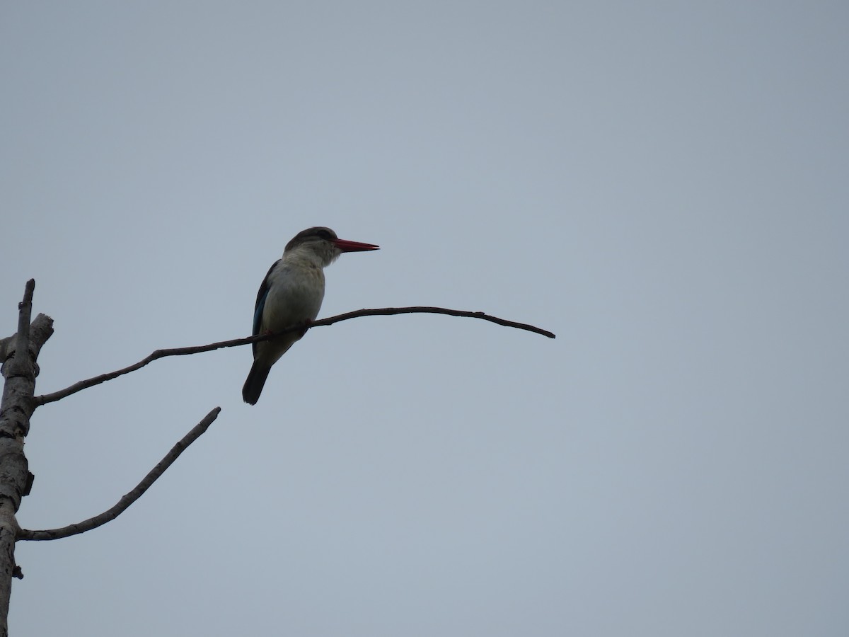 Brown-hooded Kingfisher - Tracy Arthur