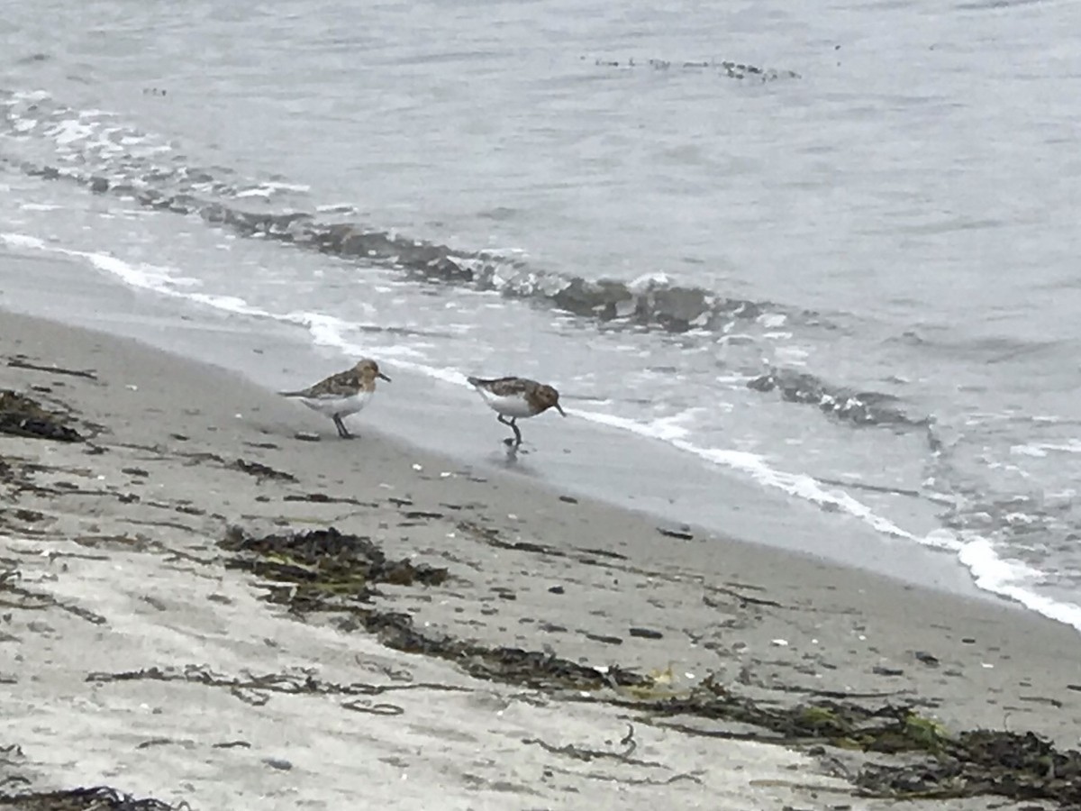 Sanderling - John Pani