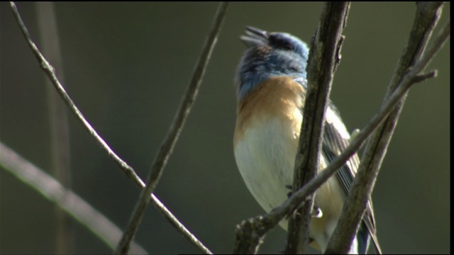 Lazuli Bunting - ML411782
