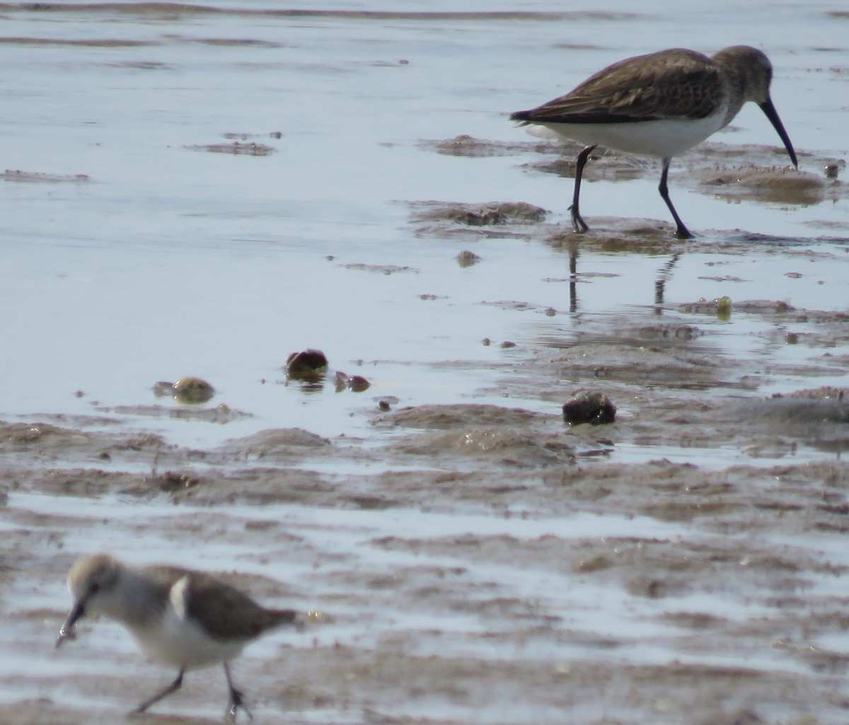 Dunlin - ML411782351