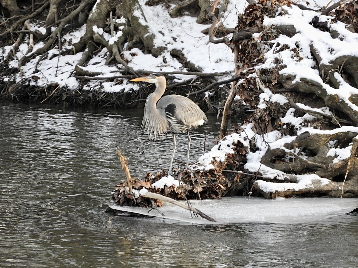 Great Blue Heron - Lois Rockhill