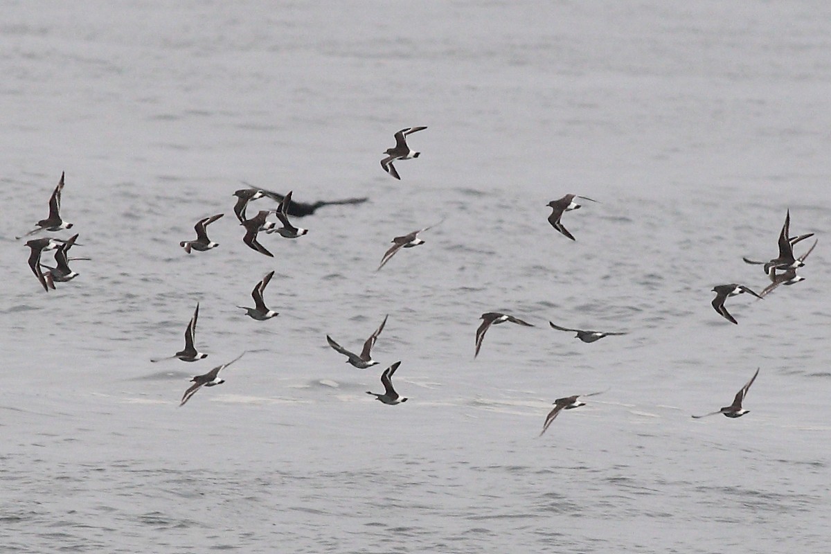 Surfbird - ML41178341