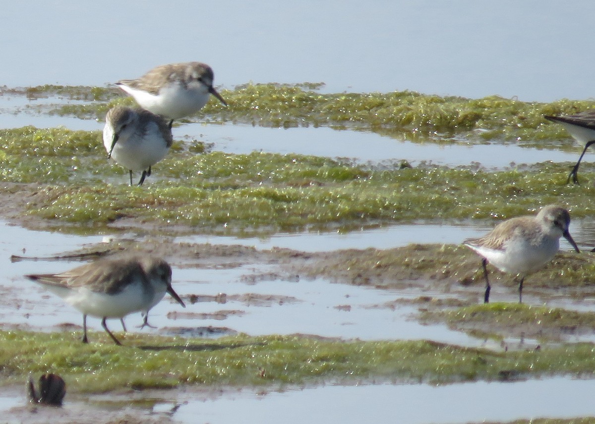 Western Sandpiper - ML411783881