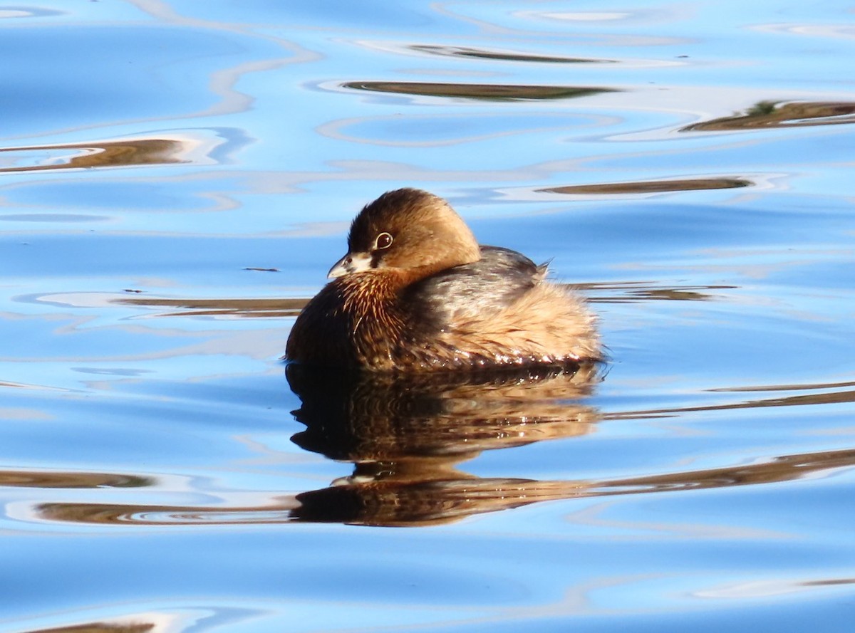 Pied-billed Grebe - Caroline K