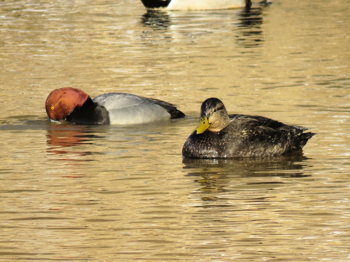 American Black Duck - ML411784351