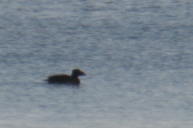 scoter sp. - ML411785141