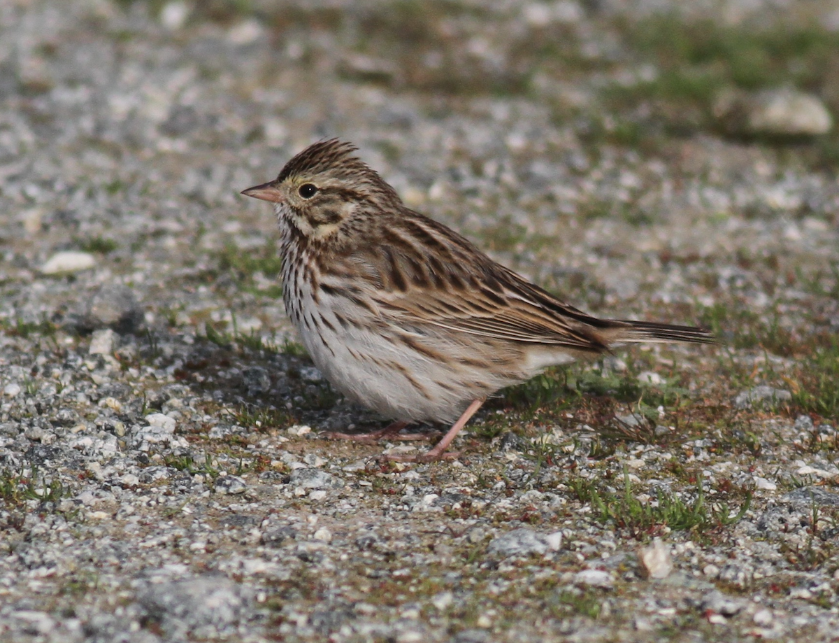 Savannah Sparrow - ML411786831