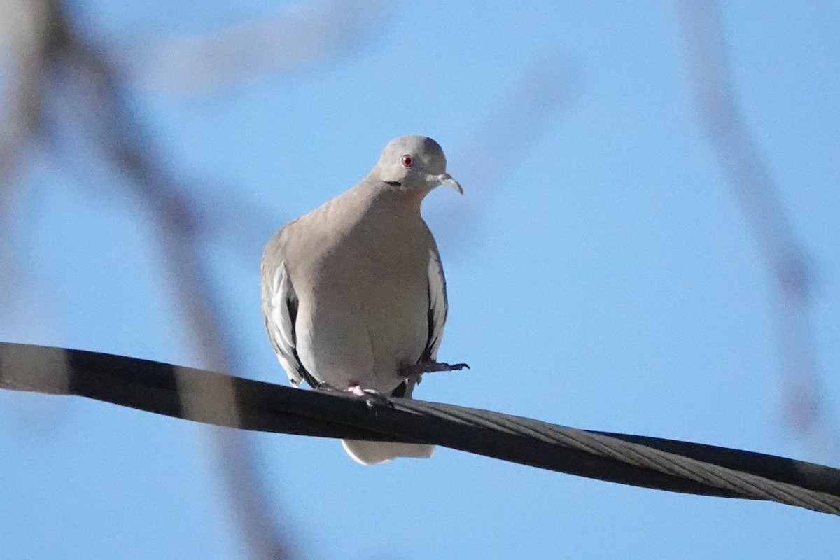 White-winged Dove - ML411786911