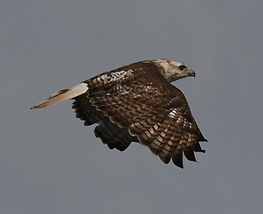 Rotschwanzbussard - ML411787841