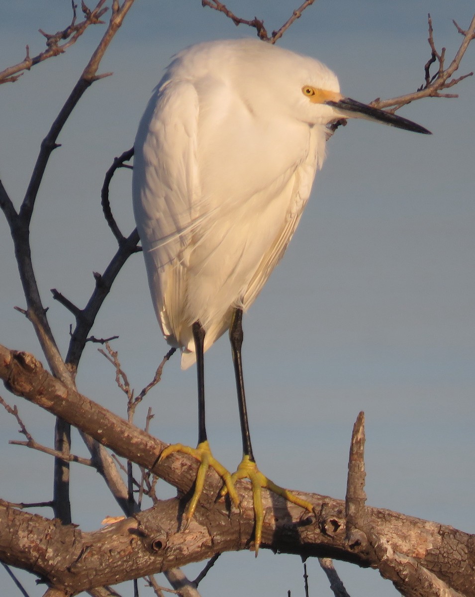 Aigrette neigeuse - ML411788161