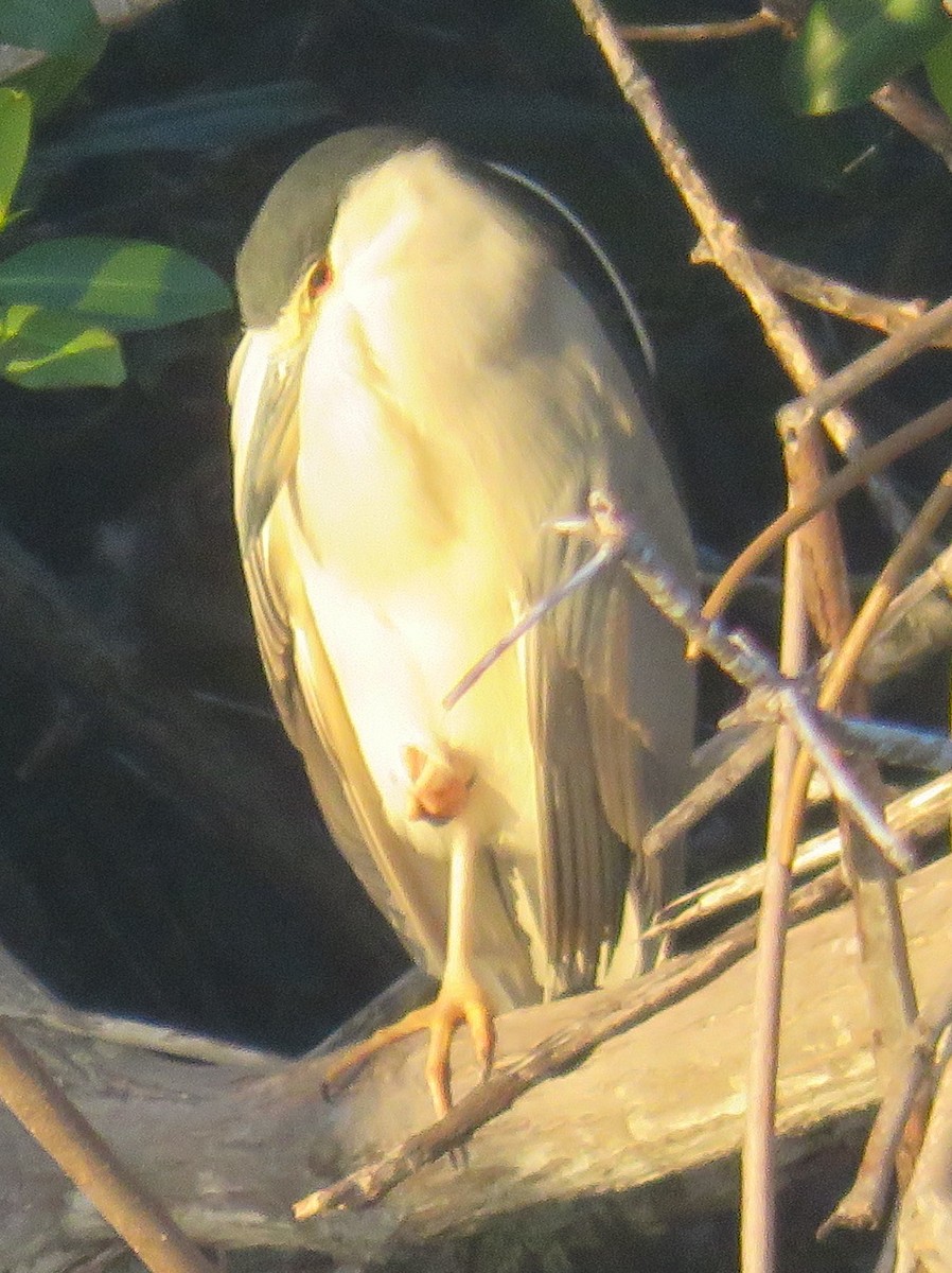 Black-crowned Night Heron - ML411788611