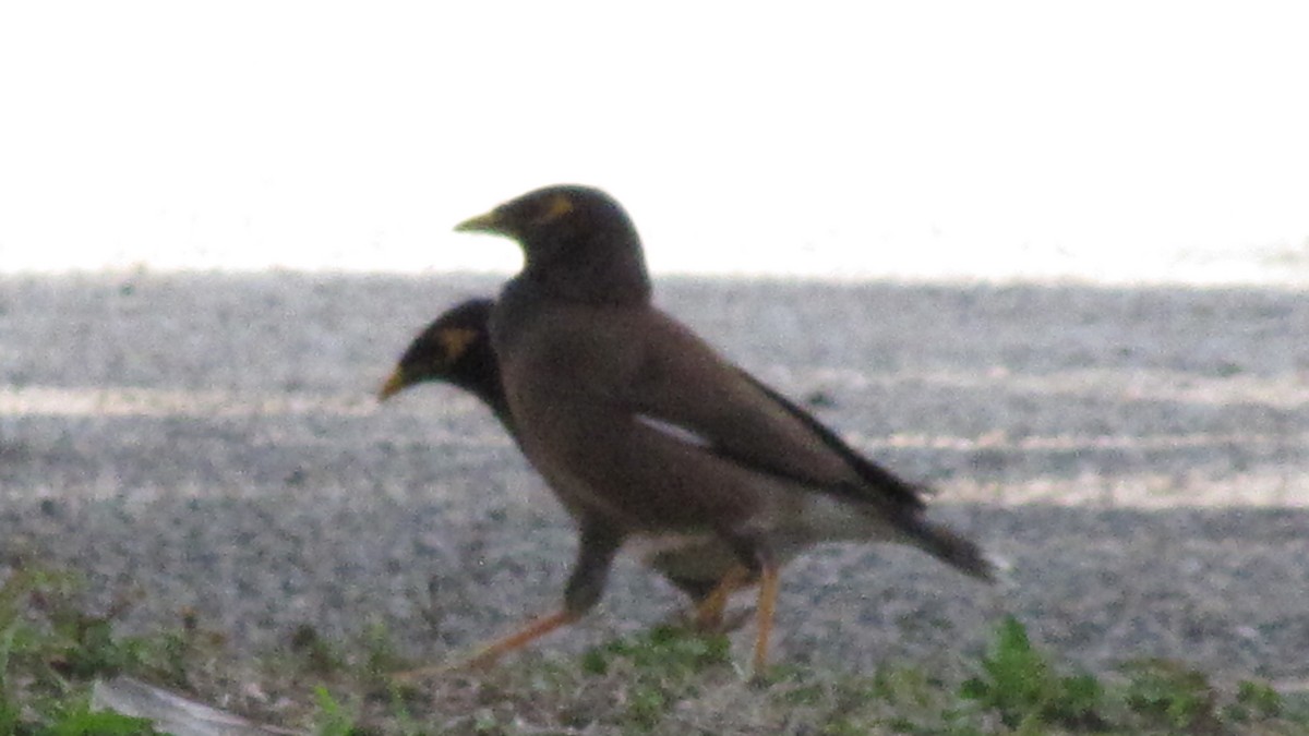 Common Myna - ML411788631